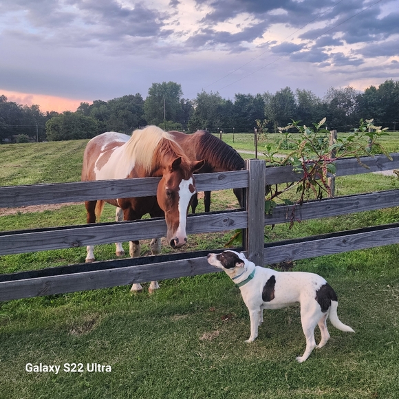 Meet your Posher, C. kelli - Picture 3 of 3